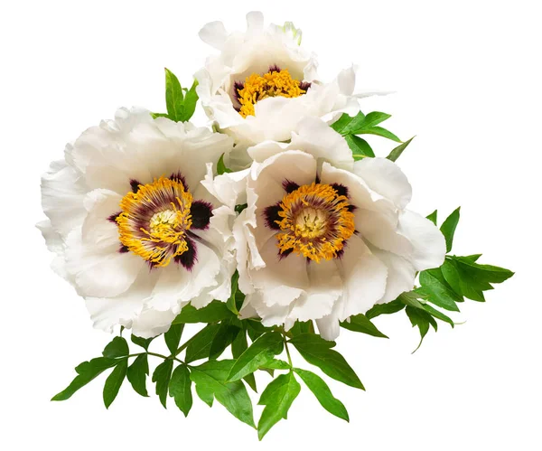 Beyaz arka planda izole edilmiş beyaz şakayık çiçeği. Çiçek deseni, nesne. Düz yatış, üst görünüm