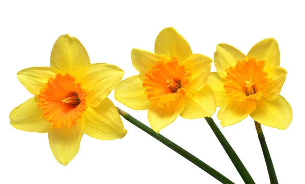 Beyaz Arka Planda Izole Edilmiş Sarı Nergis Çiçekleri Düz Yatış — Stok fotoğraf