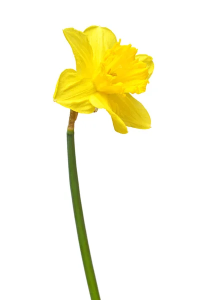 Κίτρινο Λουλουδιών Daffodil Που Απομονώνονται Λευκό Φόντο Επίπεδη Lay Κορυφαία — Φωτογραφία Αρχείου