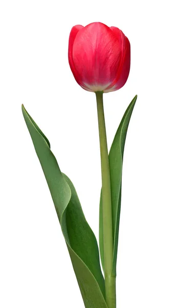 Fiore Tulipano Rosa Isolato Sfondo Bianco Bella Composizione Pubblicità Packaging — Foto Stock