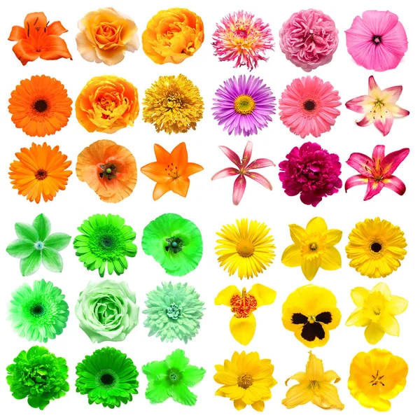 Duży Zbiór Różnych Kwiatów Głowy Żółty Zielony Różowy Pomarańczowy Izolowane — Zdjęcie stockowe