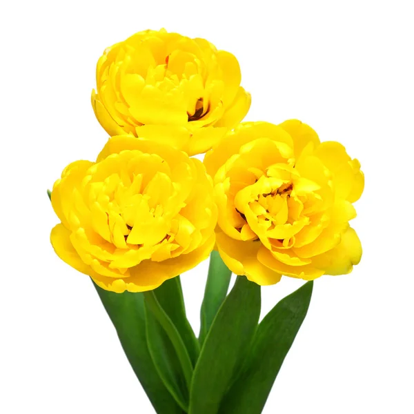 Μπουκέτο Κίτρινο Λουλούδι Τουλίπας Απομονώνονται Λευκό Φόντο Όμορφη Σύνθεση Για — Φωτογραφία Αρχείου
