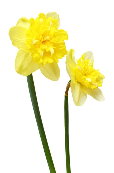 Bukett Med Gula Och Vita Påskliljor Blommor Isolerade Vit Bakgrund — Stockfoto