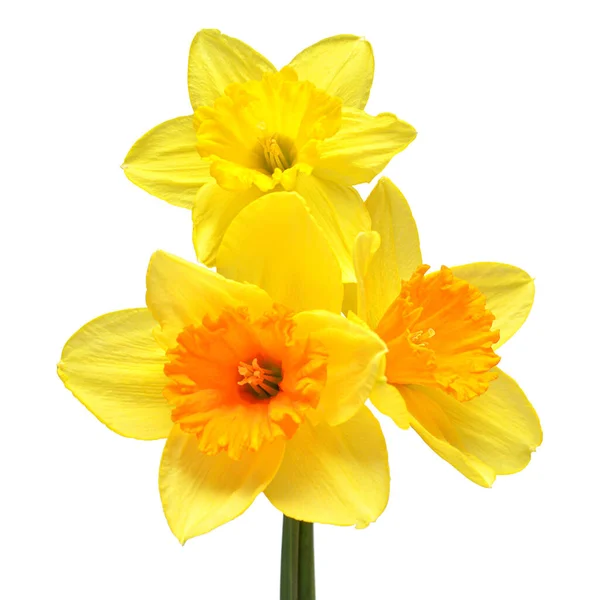 Букет Жовтих Квітів Нарцисів Ізольований Білому Тлі Плоский Прошарок Вид — стокове фото