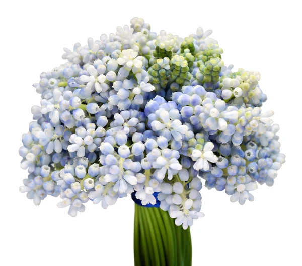 Kytice Muškátové Květy Modré Hroznové Hyacinth Izolované Bílém Pozadí Jarní — Stock fotografie