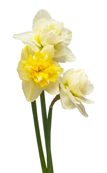 Beyaz Arka Planda Izole Edilmiş Sarı Beyaz Nergis Çiçekleri Bahçe — Stok fotoğraf