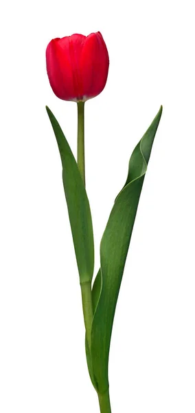 Flor Tulipa Vermelha Isolada Fundo Branco Bela Composição Para Publicidade — Fotografia de Stock