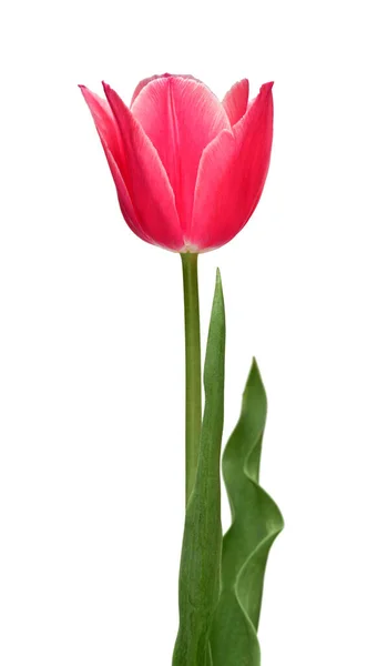 Roze Tulpenbloem Geïsoleerd Witte Achtergrond Prachtige Compositie Voor Reclame Verpakkingsdesign — Stockfoto