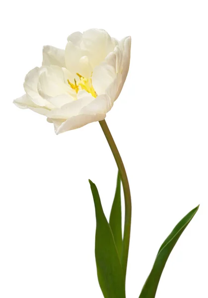 Flor Tulipa Branca Isolada Sobre Fundo Branco Bela Composição Para — Fotografia de Stock