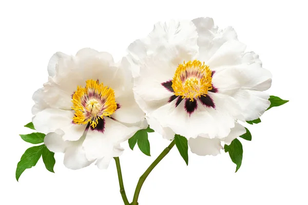 Flor Branca Buquê Peônia Isolada Fundo Branco Padrão Floral Objecto — Fotografia de Stock