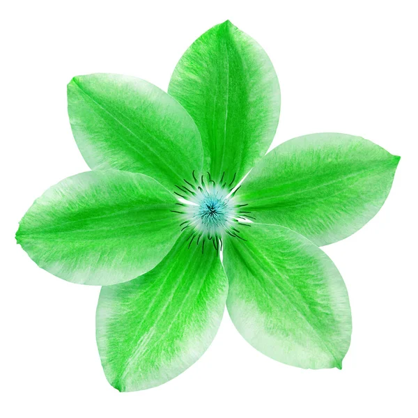 Квітковий Зелений Клематис Ізольований Білому Тлі Квітковий Візерунок Предмет Плоский — стокове фото