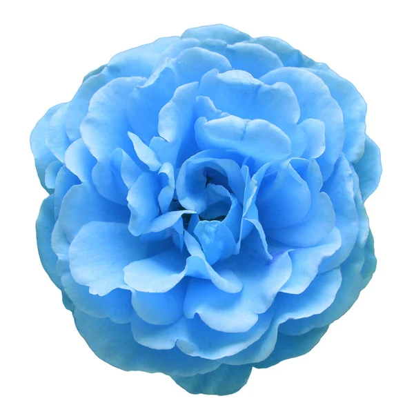 Flor Azul Claro Rosa Isolado Fundo Branco Macro Flora Para — Fotografia de Stock