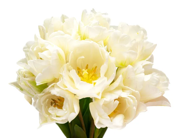 Beyaz Arka Planda Izole Edilmiş Beyaz Lale Çiçeği Bahçe Işinde — Stok fotoğraf