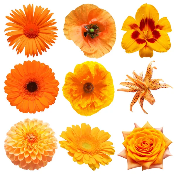 Colección Hermosa Cabeza Flores Color Naranja Margarita Amapola Gerberas Rosa —  Fotos de Stock
