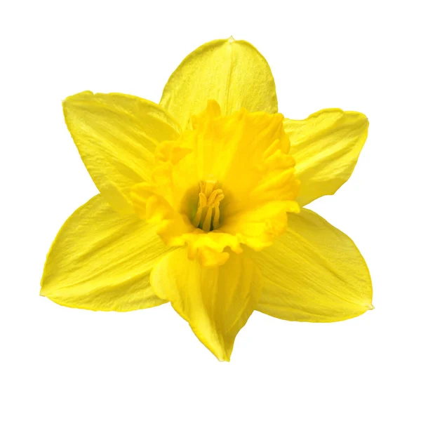 Желтый Цветок Нарцисса Выделен Белом Фоне Красивая Композиция Дизайна Рекламы — стоковое фото
