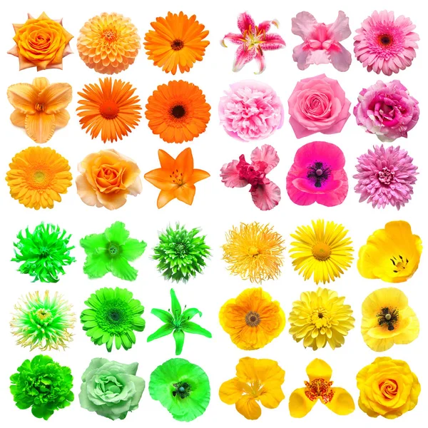 Duży Zbiór Różnych Kwiatów Głowy Różowy Pomarańczowy Zielony Żółty Izolowane — Zdjęcie stockowe