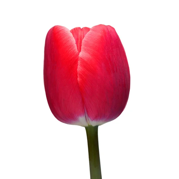 Roze Tulpenbloem Geïsoleerd Witte Achtergrond Prachtige Compositie Voor Reclame Verpakkingsdesign — Stockfoto