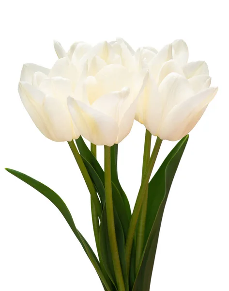 Bouquet Fiore Tulipano Bianco Isolato Sfondo Bianco Bella Composizione Pubblicità — Foto Stock
