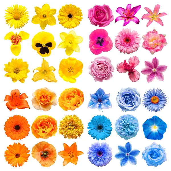 Grande Collezione Vari Fiori Testa Giallo Blu Rosa Arancio Isolato — Foto Stock