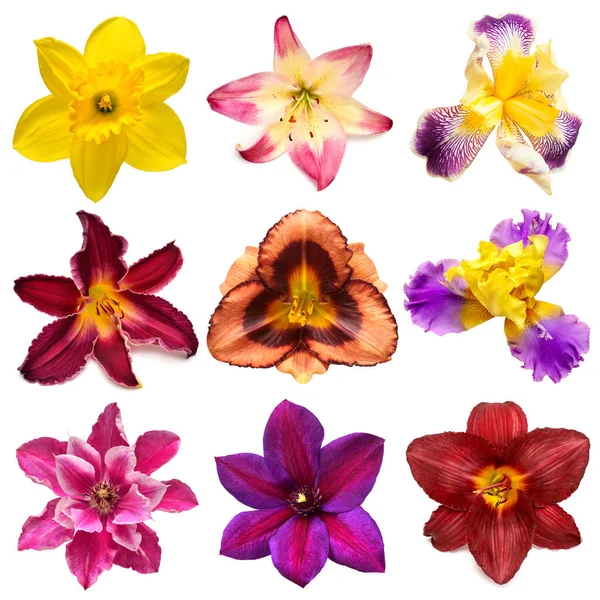 Sbírka Hlava Květiny Izolované Bílém Pozadí Krásné Složení Pro Reklamu — Stock fotografie