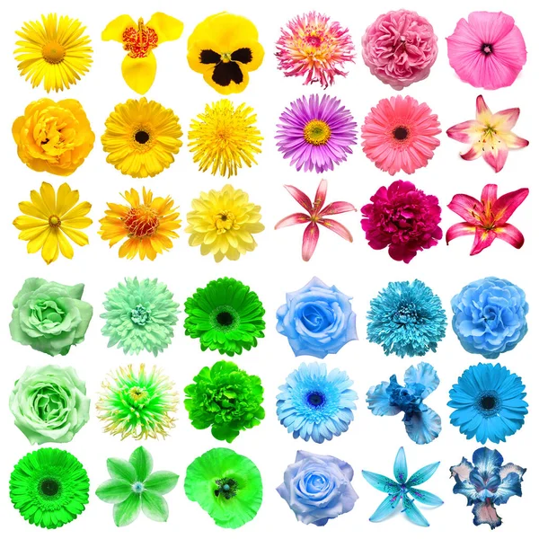 Duży Zbiór Różnych Kwiatów Głowy Żółty Zielony Różowy Niebieski Izolowane — Zdjęcie stockowe