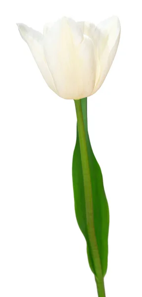 Flor Tulipa Branca Isolada Sobre Fundo Branco Bela Composição Para — Fotografia de Stock