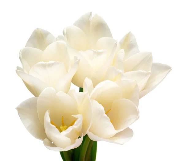 Bouquet Fiore Tulipano Bianco Isolato Sfondo Bianco Bella Composizione Pubblicità — Foto Stock