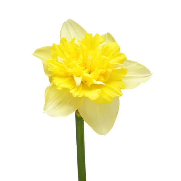 Jaune Fleur Tête Jonquille Isolé Sur Fond Blanc Belle Composition — Photo