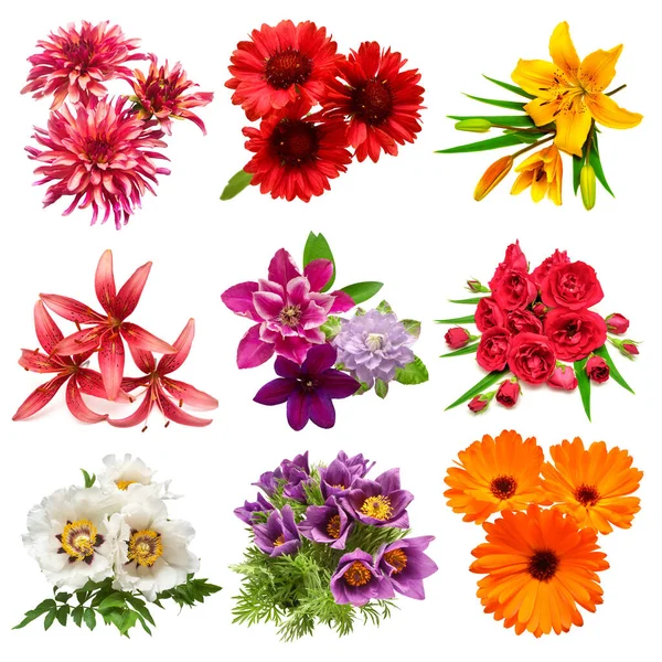 Collection Bouquets Flowers Lily Rose Peony Gaillardia Clematis Dahlia Calendula — Stock Photo, Image