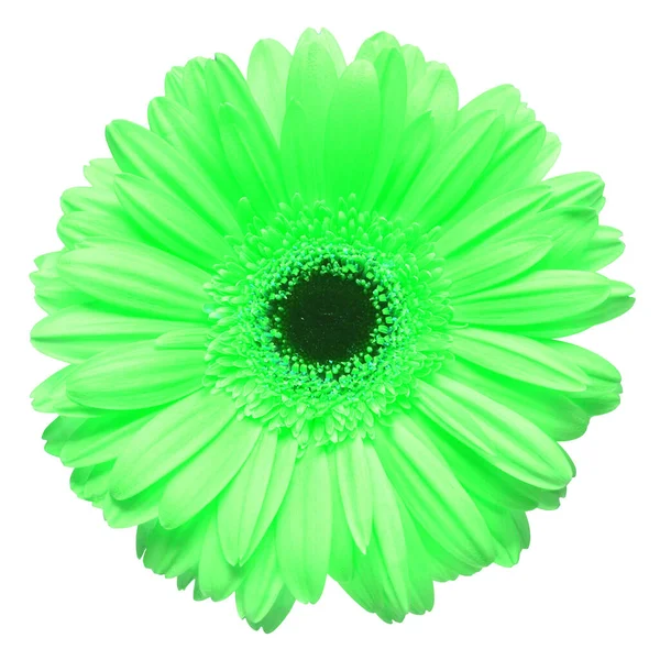 Flor Verde Gerbera Cabeça Isolada Sobre Fundo Branco Deitado Plano — Fotografia de Stock