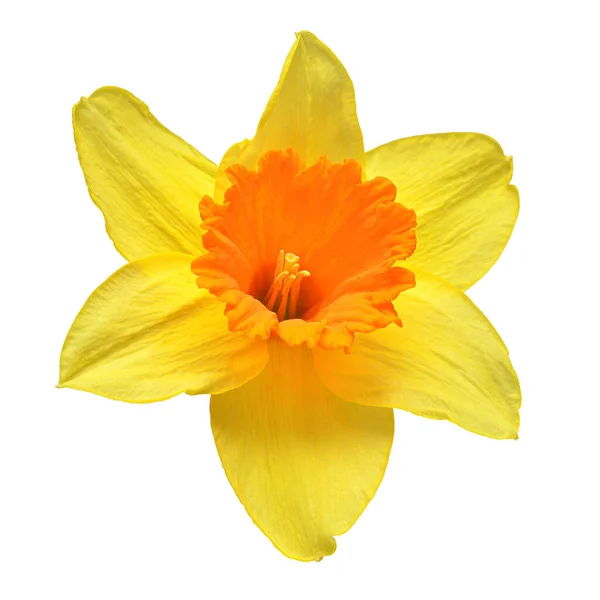 Sarı Nergis Çiçeği Beyaz Arka Planda Izole Edilmiş Bahçe Işinde — Stok fotoğraf