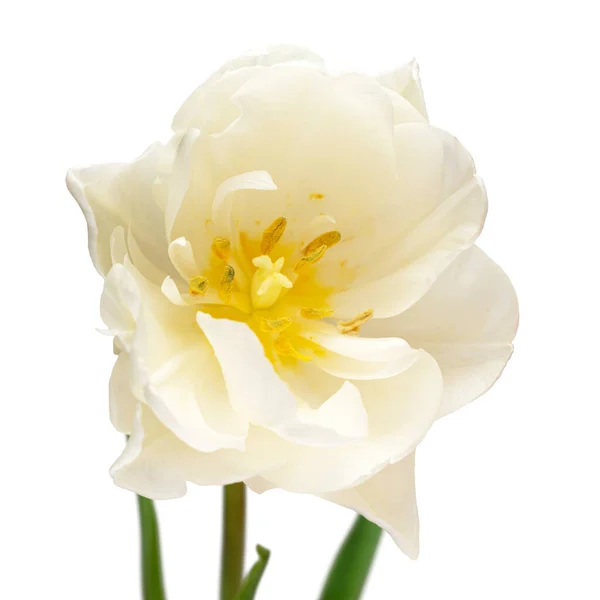 白い背景に1つの白いチューリップの花を孤立させます ガーデンビジネスにおける広告やパッケージデザインのための美しい組成物 フラットレイアウト トップビュー — ストック写真