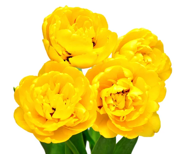 Beyaz Arka Planda Sarı Lale Çiçeği Var Bahçe Işinde Reklam — Stok fotoğraf