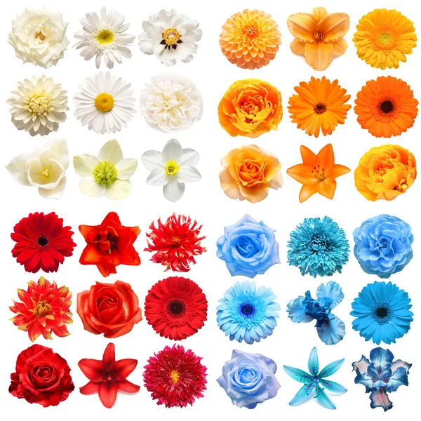 Gran Colección Varias Flores Cabeza Blanco Rojo Azul Naranja Aislado — Foto de Stock