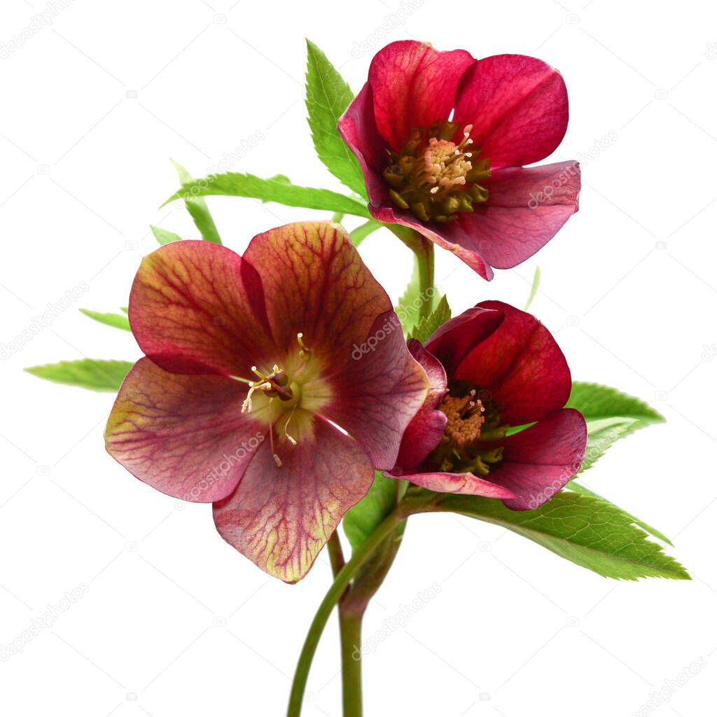 Flower red hellebore bouquet isolated on white background. Flat lay, top view