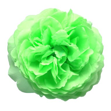 David Austin 'in yeşil İngiliz gülü beyaz arka planda izole edilmiş. Makro kafa çiçeği. Düğün kartı, gelin. Selamlar. Yaz. Bahar. Düz yerde, üst tarafta. Sevgi. Sevgililer Günü