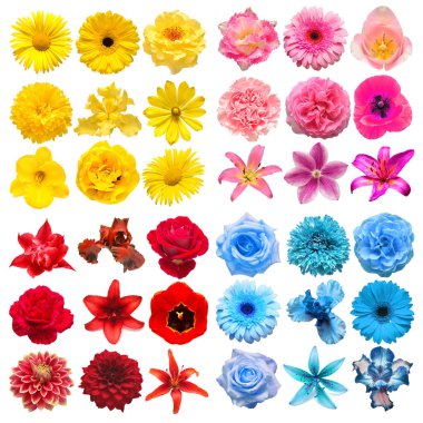 Beyaz arka planda sarı, kırmızı, mavi ve pembe çeşitli baş çiçeklerinden oluşan büyük bir kolleksiyon. Mükemmel bir rötuşlama, fotoğrafın tam derinliği. Üst manzara, düz uzanma