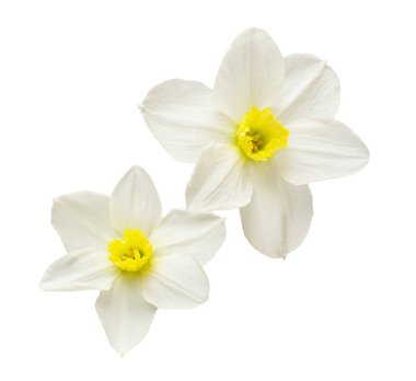 Beyaz arka planda izole edilmiş bir buket beyaz nergis çiçeği. Bahçe işinde reklam ve ambalaj tasarımı için güzel bir kompozisyon.