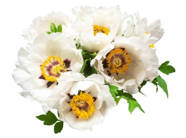 Beyaz arka planda izole edilmiş beyaz şakayık çiçeği. Çiçek deseni, nesne. Düz yatış, üst görünüm