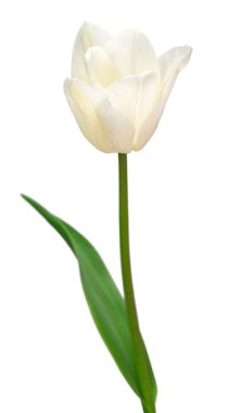 Beyaz arka planda beyaz lale çiçeği. Bahçe işinde reklam ve ambalaj tasarımı için güzel bir kompozisyon. Düz yatış, üst görünüm