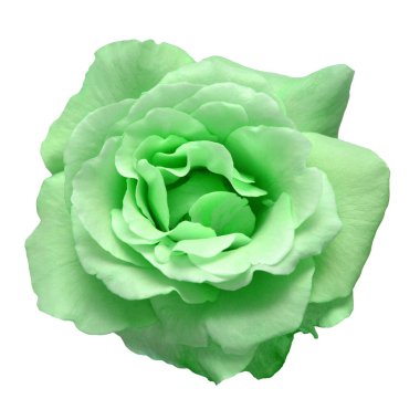 Beyaz arka planda izole edilmiş zarif yeşil bir gül. Güzel baş çiçeği. Bahar, yaz. Bahçe dekorasyonu, peyzaj. Çiçek aranjmanı