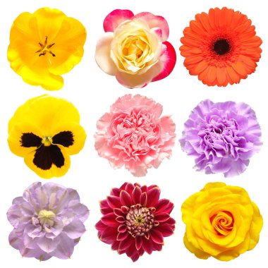 Çiçeklerin baş koleksiyonu, Gerbera, lale, gül, klematis, papatya, karanfil, kasımpatı, yıldız çiçeği beyaz arka planda izole edilmiş. Kart. Paskalya. Bahar geldi. Düz yatış, üst görünüm