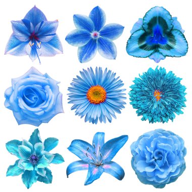 Büyük mavi başlı çiçek kolleksiyonu aster, clematis, amirilis, kasımpatı, gül, yıldız çiçeği, zambak beyaz arka planda izole edilmiş. Düz yatış, üst görünüm