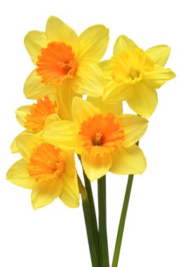 Beyaz arka planda izole edilmiş sarı nergis çiçekleri. Bahçe işinde reklam ve ambalaj tasarımı için güzel bir kompozisyon.