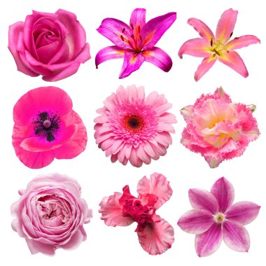 Güzel baş pembe çiçek koleksiyonu, lale, gül, papatya, gelincik, klematis, zambak, gerbera beyaz arka planda izole edilmiş. Düz yatış, üst görünüm