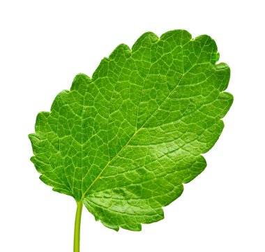 Beyaz arka planda izole edilmiş nane yaprağı. Yemek konsepti fotoğrafçılığı