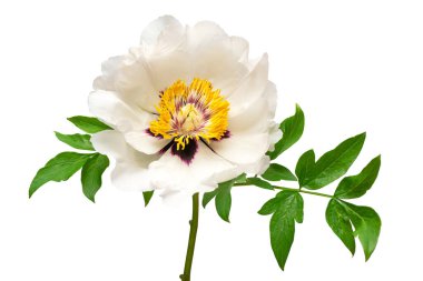 Beyaz fonda izole edilmiş beyaz şakayık çiçeği. Çiçek deseni, nesne. Düz yatış, üst görünüm