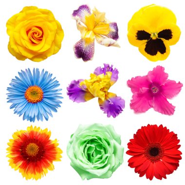 Çiçekler güzel siklamen, lale, gerbera, iris, gül, nonoş, papatya, yıldız çiçeği beyaz arka planda izole edilmiş. Kart. Paskalya. Bahar geldi. Düz yatış, üst görünüm