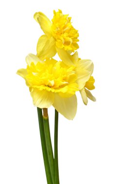 Beyaz arka planda izole edilmiş sarı nergis çiçekleri. Düz yatış, üst görünüm 