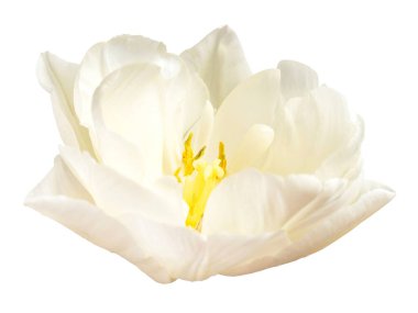 Beyaz arka planda beyaz lale çiçeği. Bahçe işinde reklam ve ambalaj tasarımı için güzel bir kompozisyon. Düz yatış, üst görünüm